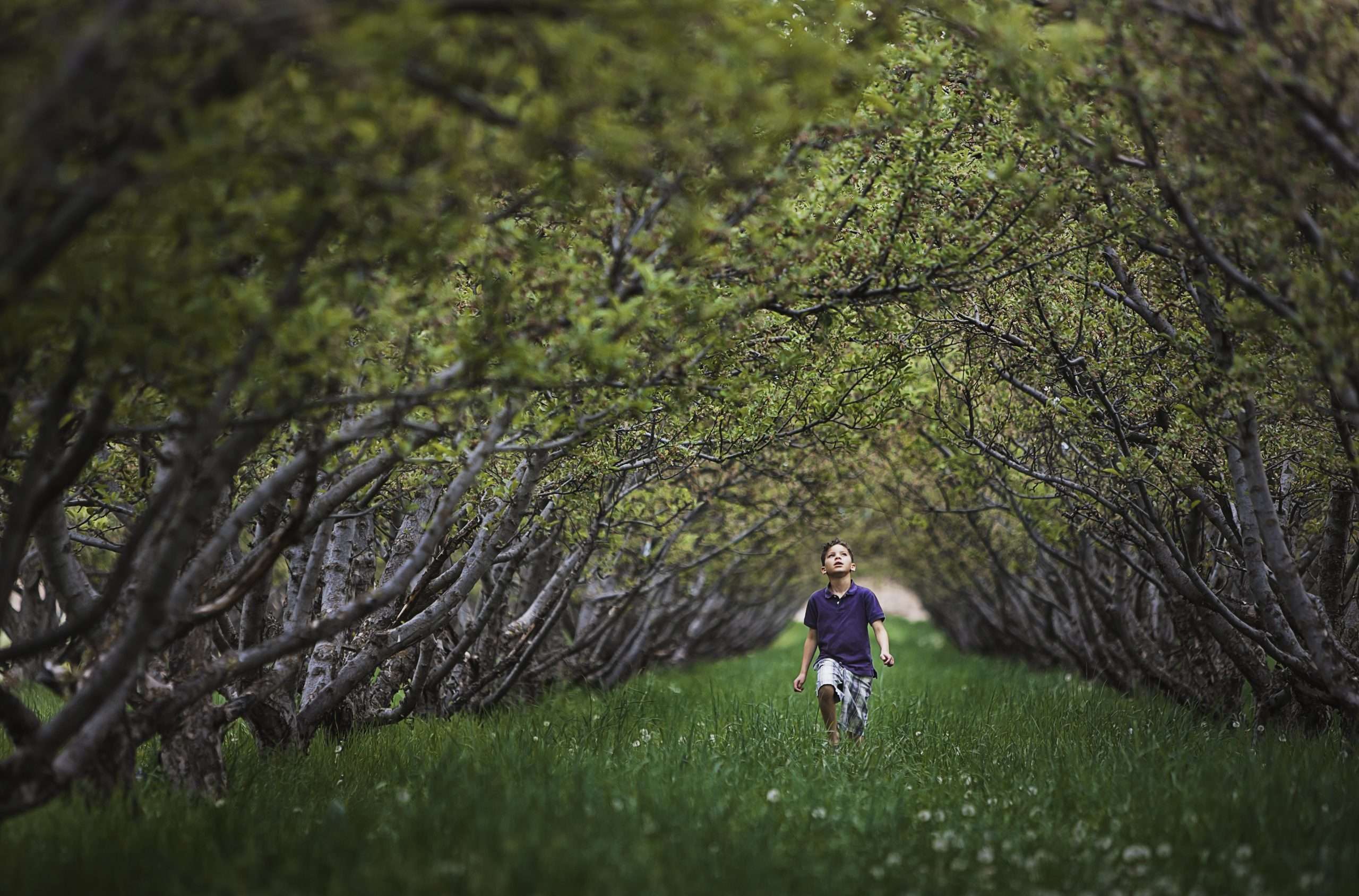 Restoring the Sanctity of Forest: Plant a Caretaker