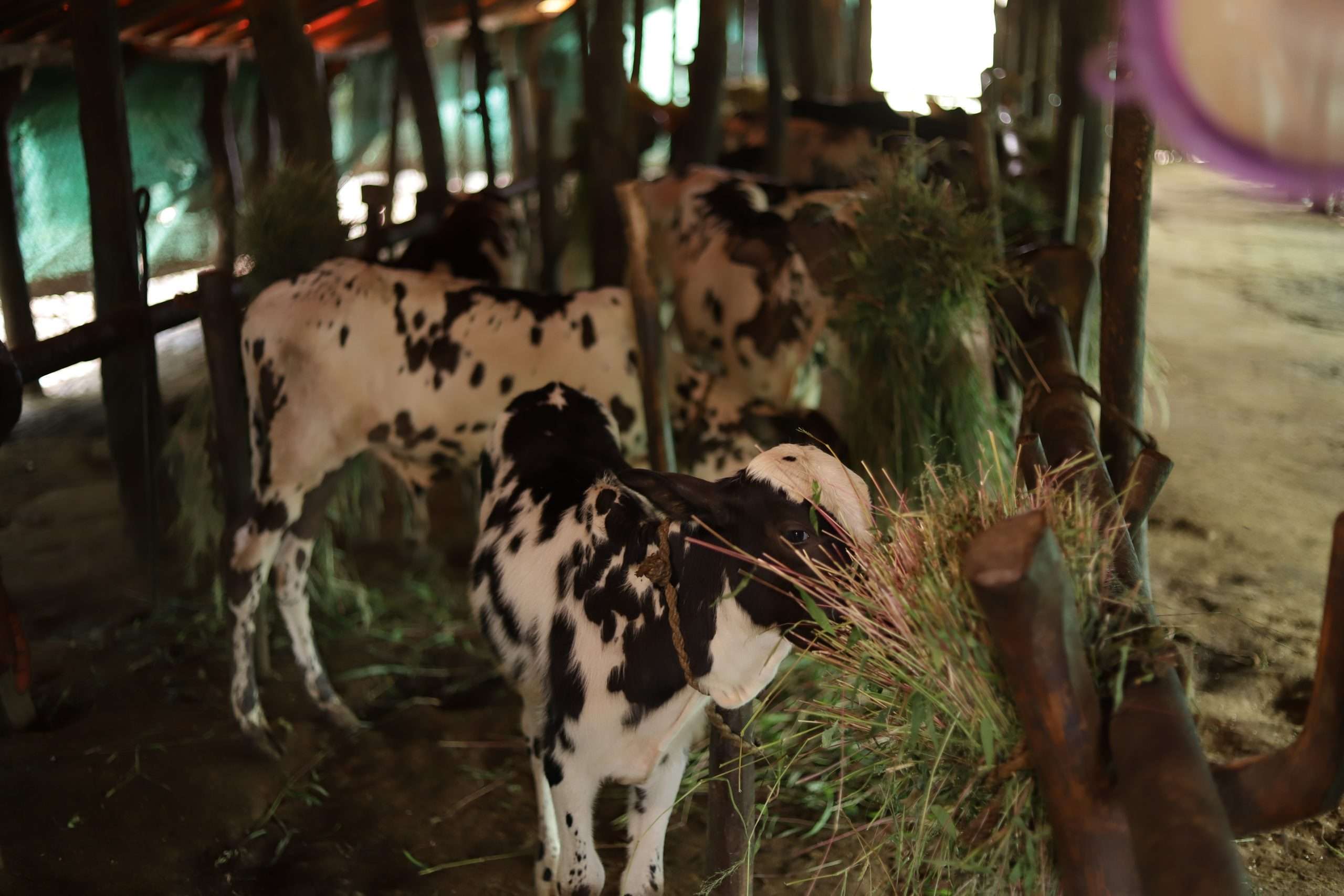 Breed Preservation