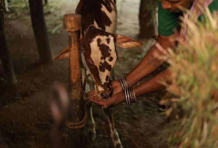 Fodder for Dairy Breeds