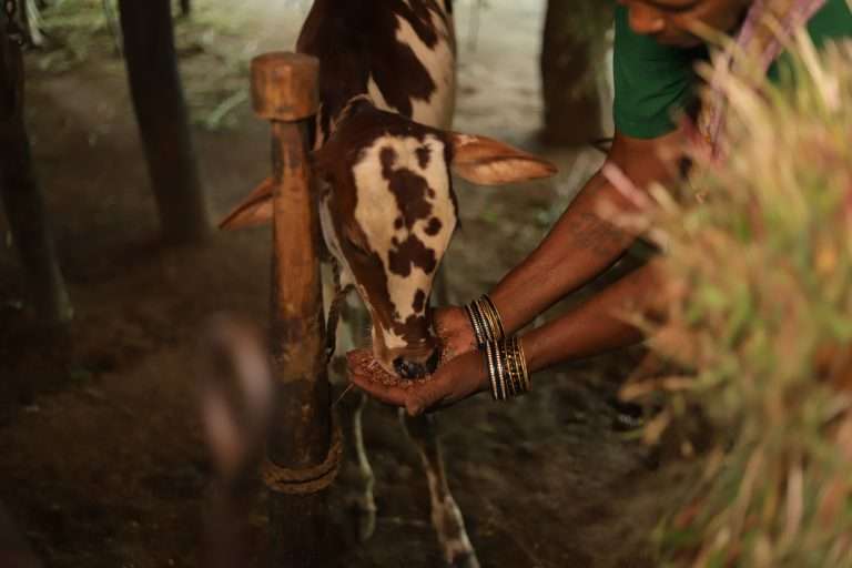 Fodder for Dairy Breeds