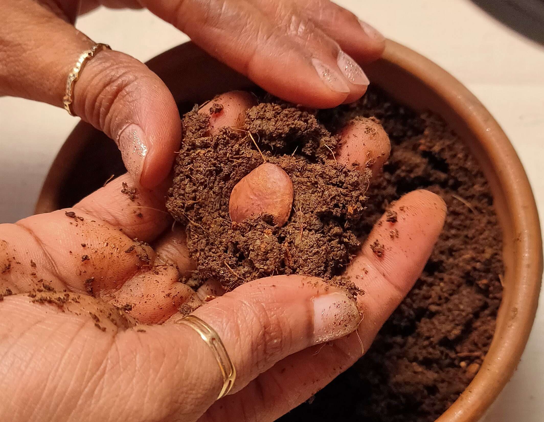 Seed balls 02 bhavyata foundation earth day