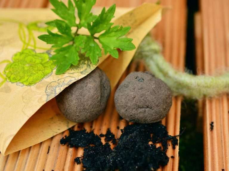 seed balls earth day environment and ecology bhavyata foundation