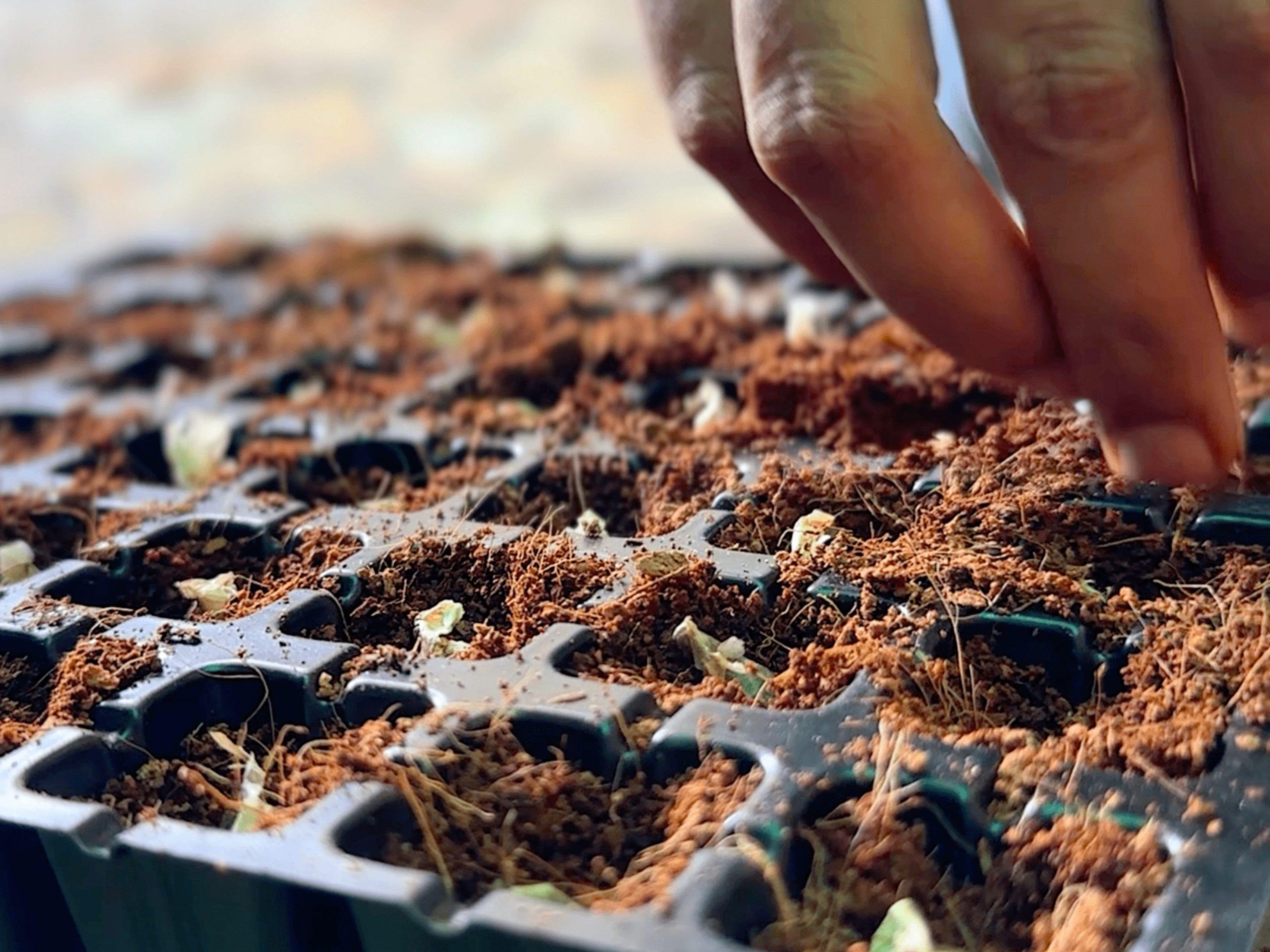 Seed Ball