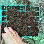 Seeds To Saplings